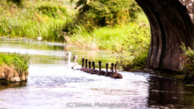 Birds @ Glasson Dock