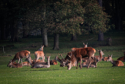 Deers Tatton Park